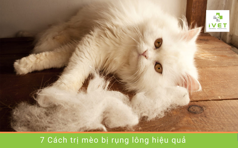 7 Cách chữa rụng lông mèo hiệu quả