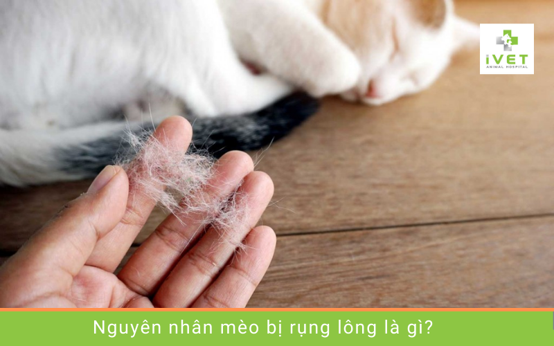 Nguyên nhân mèo bị rụng lông nhiều