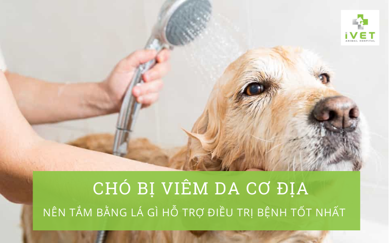 Có tồn tại bất kỳ hiệu quả chữa viêm da nào khác từ lá đào?
