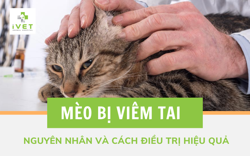 Bệnh viêm da có mủ có thể ảnh hưởng đến sức khỏe toàn diện của mèo không?

