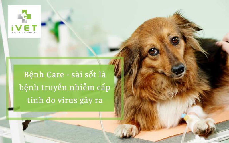 Bệnh Care ở chó là gì?