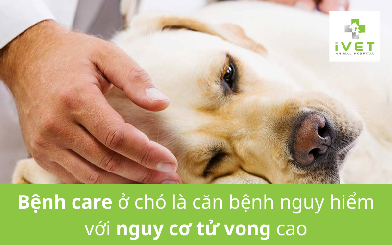 Bệnh Care ở chó