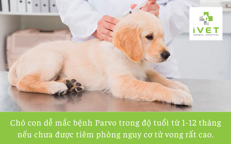 Đối tượng lây truyền của bệnh Parvo