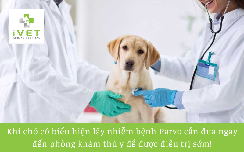 Cần làm gì khi có triệu chứng chó bị bệnh Parvo
