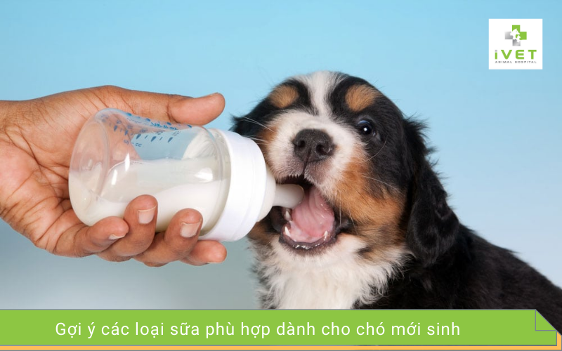 Chó con mới đẻ uống sữa gì?