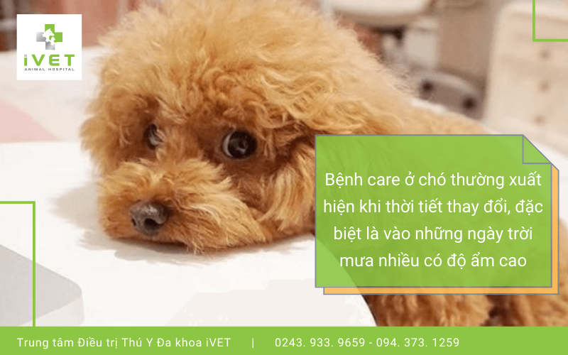 Bệnh care ở chó là gì?