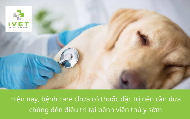 Cách điều trị chó bị bệnh care