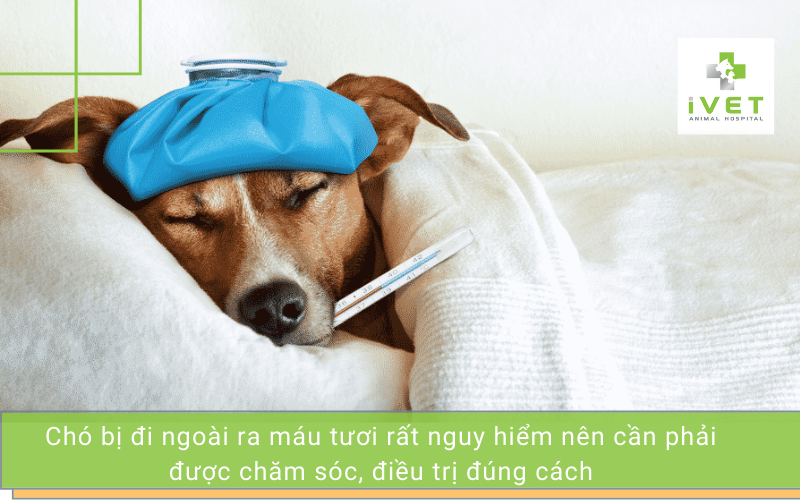  Cách chữa trị chó bị đi ngoài ra máu tươi