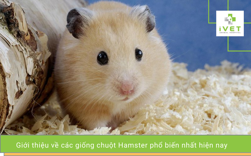 Giới thiệu về giống chuột hamster