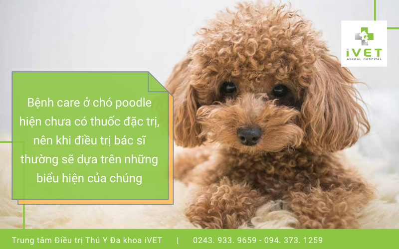 Phương pháp điều trị bệnh care ở chó