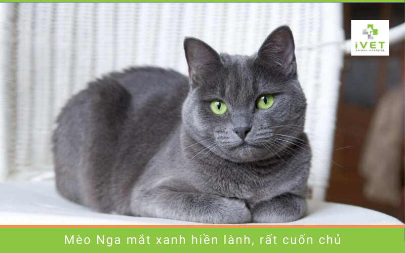 Mèo xanh Nga - Giống mèo đắt nhất thế giới