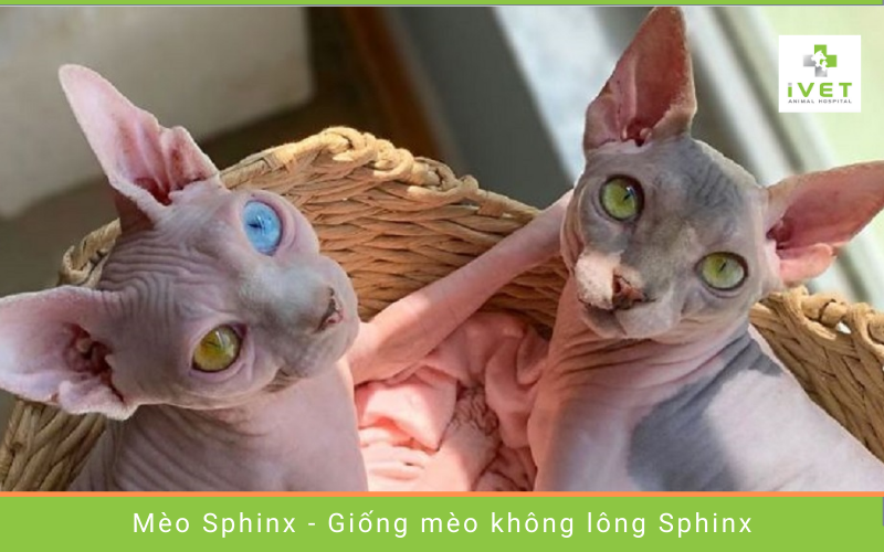 4. Mèo Sphynx - Giống mèo đắt nhất thế giới