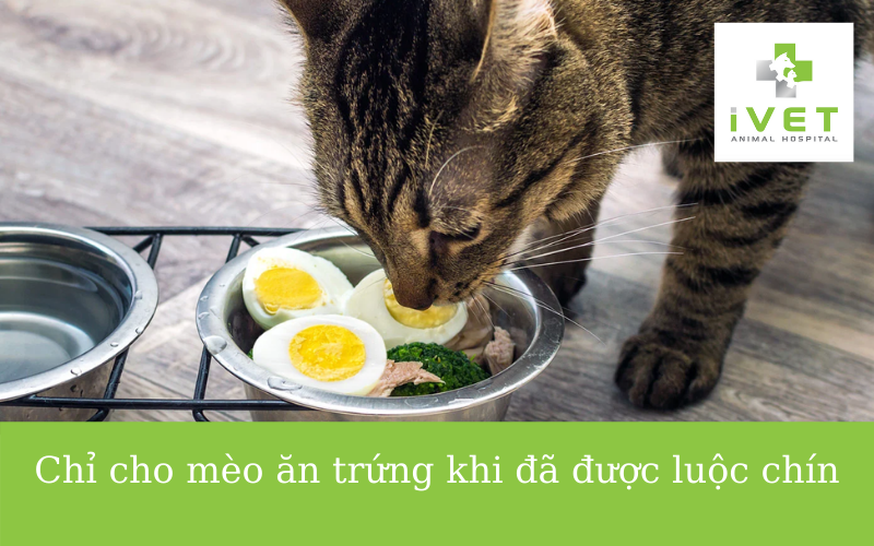 mèo không ăn được trứng sống
