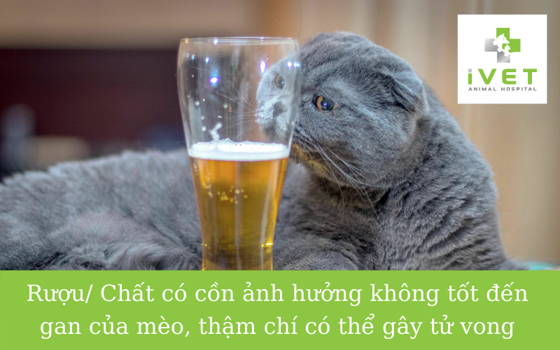 Không cho mèo sử dụng rượu bia và các chất có cồn