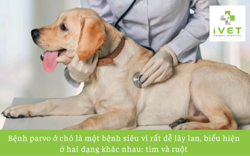 Bệnh Parvo ở chó là gì?