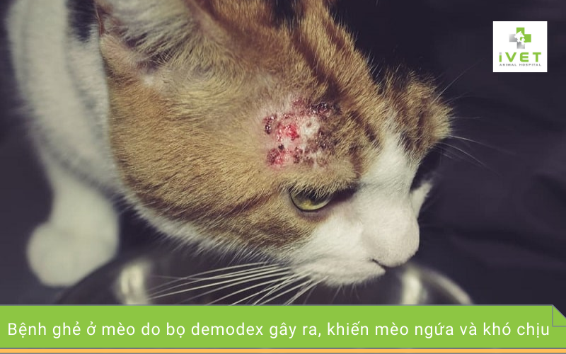 bệnh phổ biến ở mèo