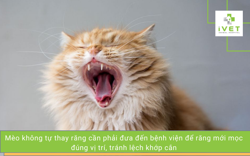Phải làm gì khi răng của mèo không tự thay?