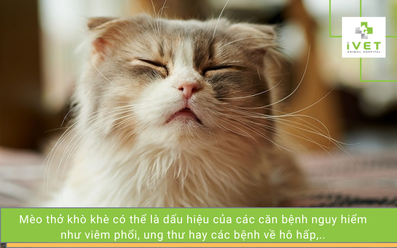 Mèo thở khò khè là dấu hiệu bệnh gì?