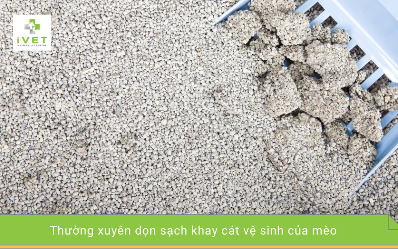 8. Thường xuyên dọn khay cát cho mèo