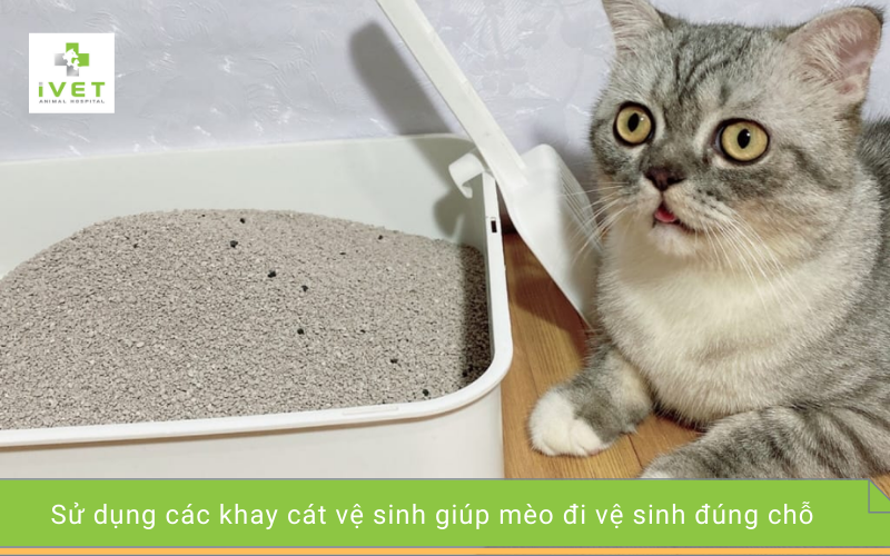1. Sử dụng khay cát vệ sinh cho mèo