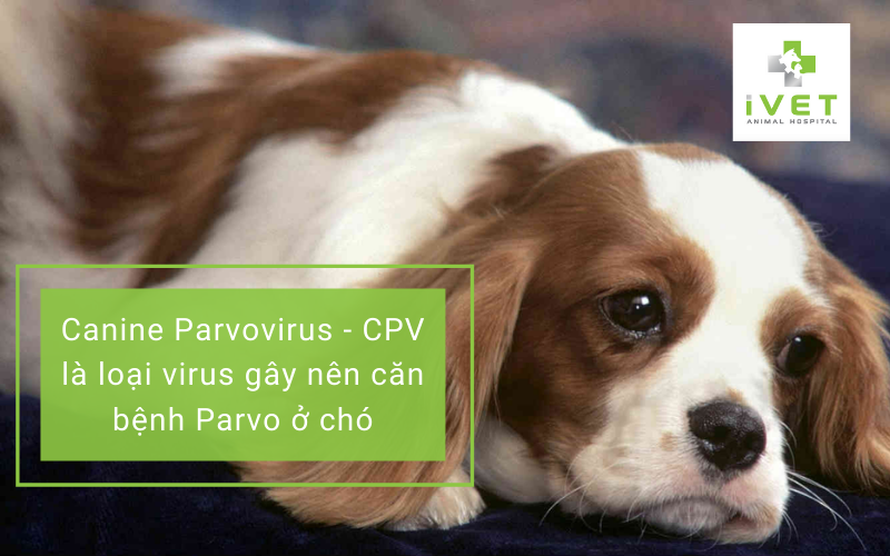 Nguyên nhân gây bệnh Parvo ở chó