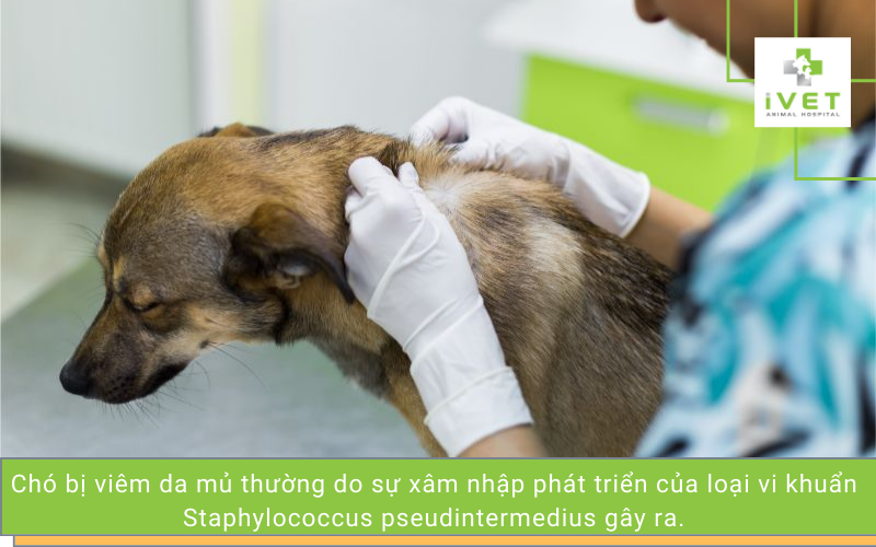 Nguyên nhân gây bệnh chó bị viêm da có mủ