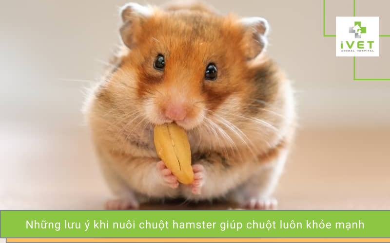 Những lưu ý nuôi chuột hamster khỏe mạnh