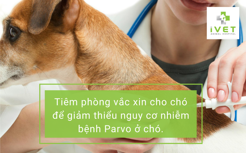 Phòng ngừa bệnh Parvo ở chó như thế nào?