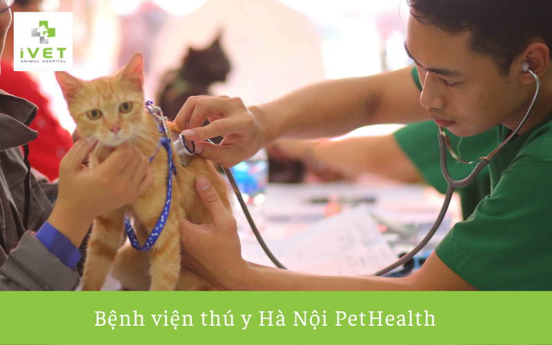 Bệnh viện thú y Hà Nội PetHealth