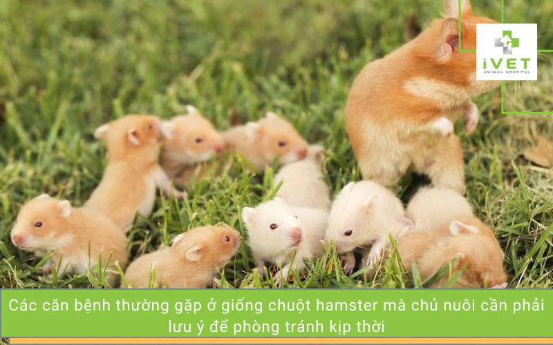 Các căn bệnh thường gặp ở chuột hamster và cách phòng tránh