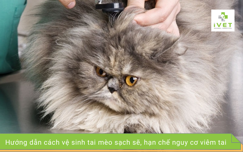 Hướng dẫn cách vệ sinh tai cho mèo