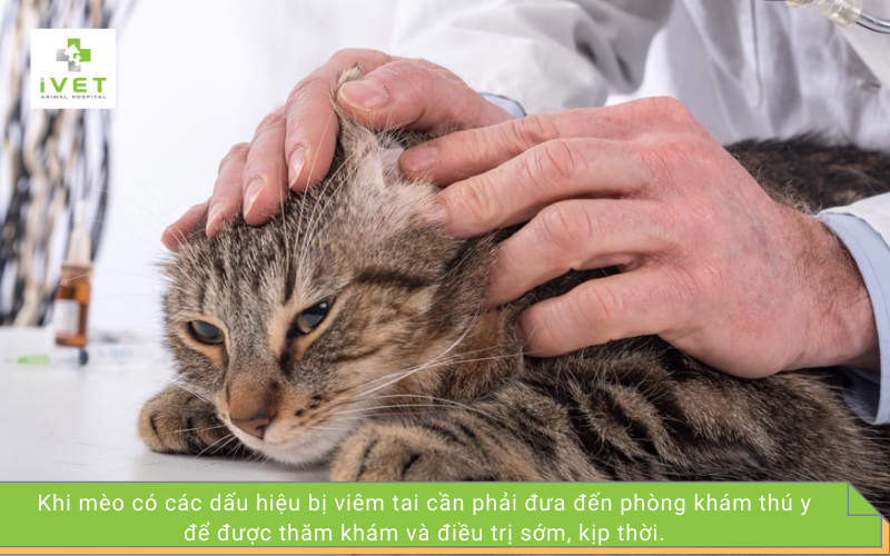 Cách điều trị mèo bị viêm tai
