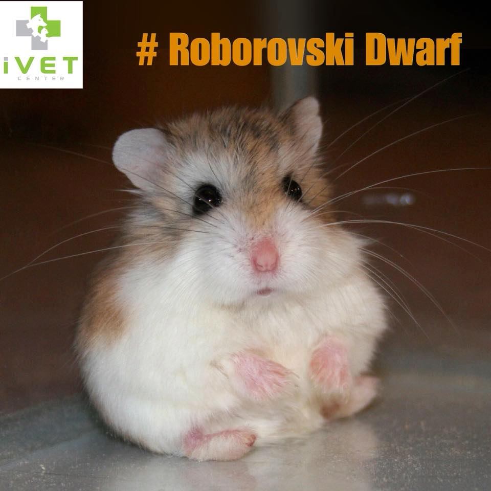 Roborovski Dwarf  Hamster